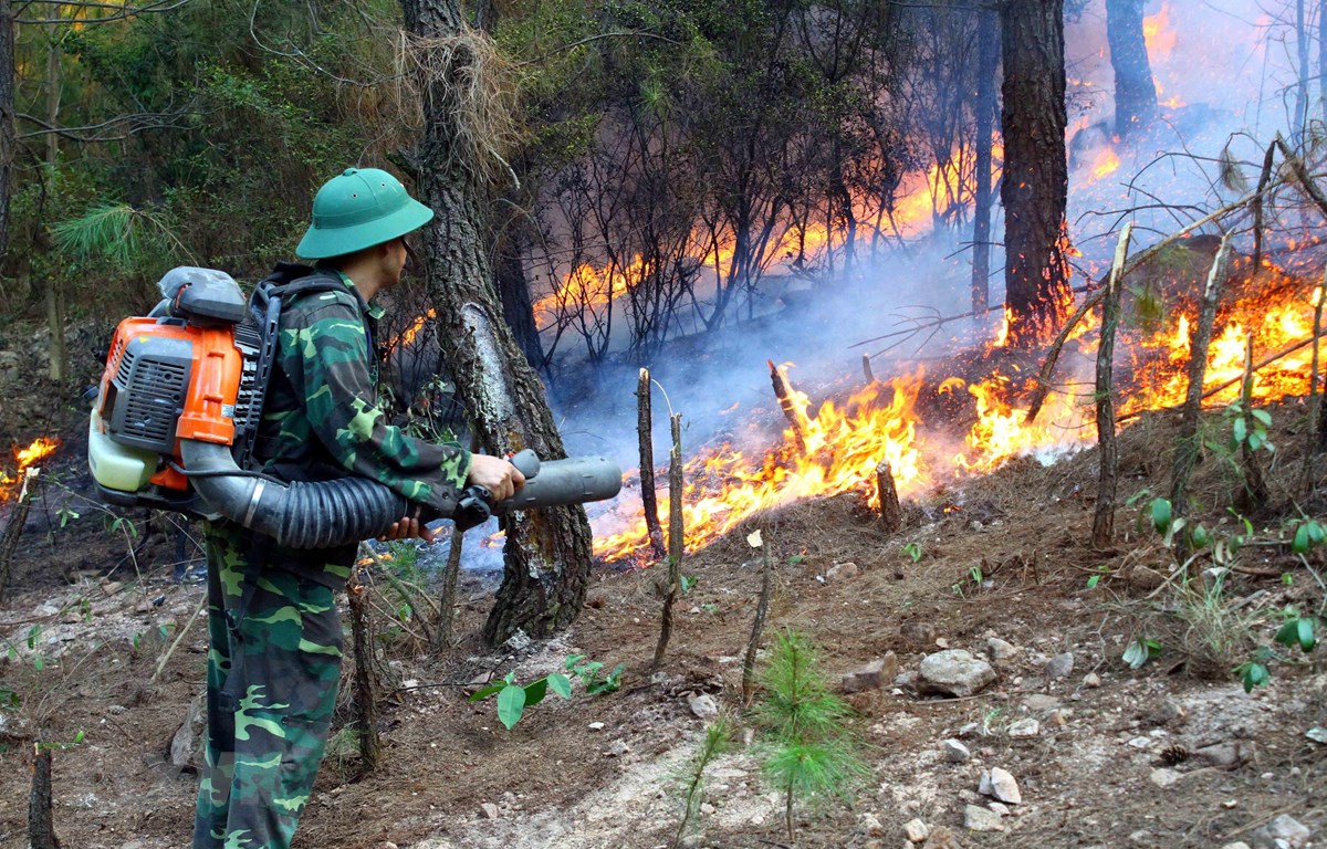 Thực trạng công tác phòng cháy, chữa cháy rừng hiện nay