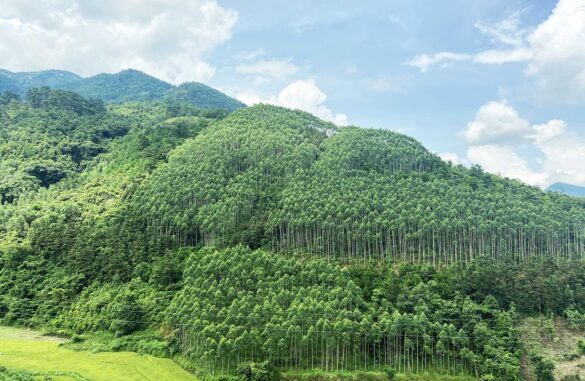 Xử phạt vi phạm hành chính trong lĩnh vực lâm nghiệp năm 2022