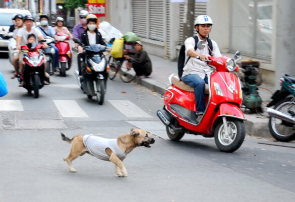 Nghị định xử phạt chó thả rông hiện hành