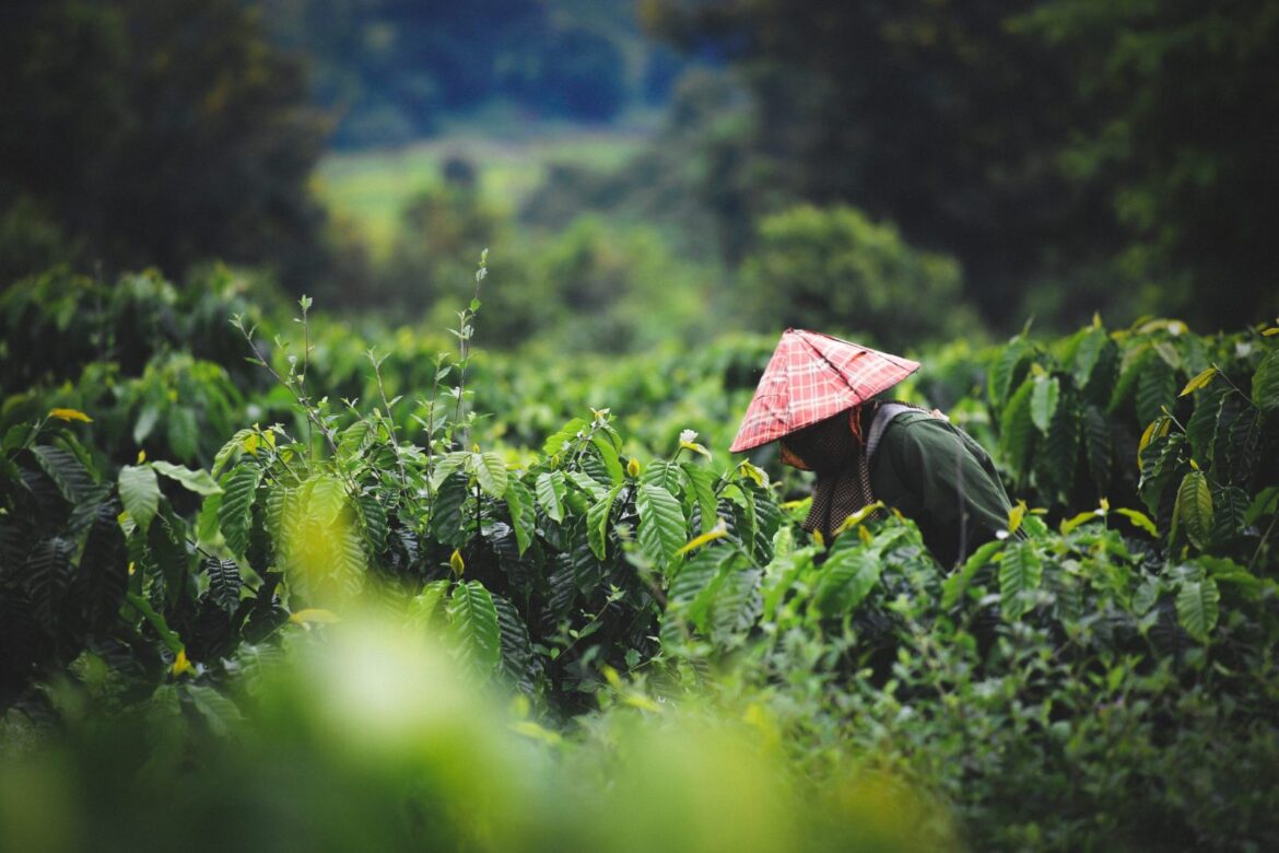 Làm sổ đỏ đất nông trường
