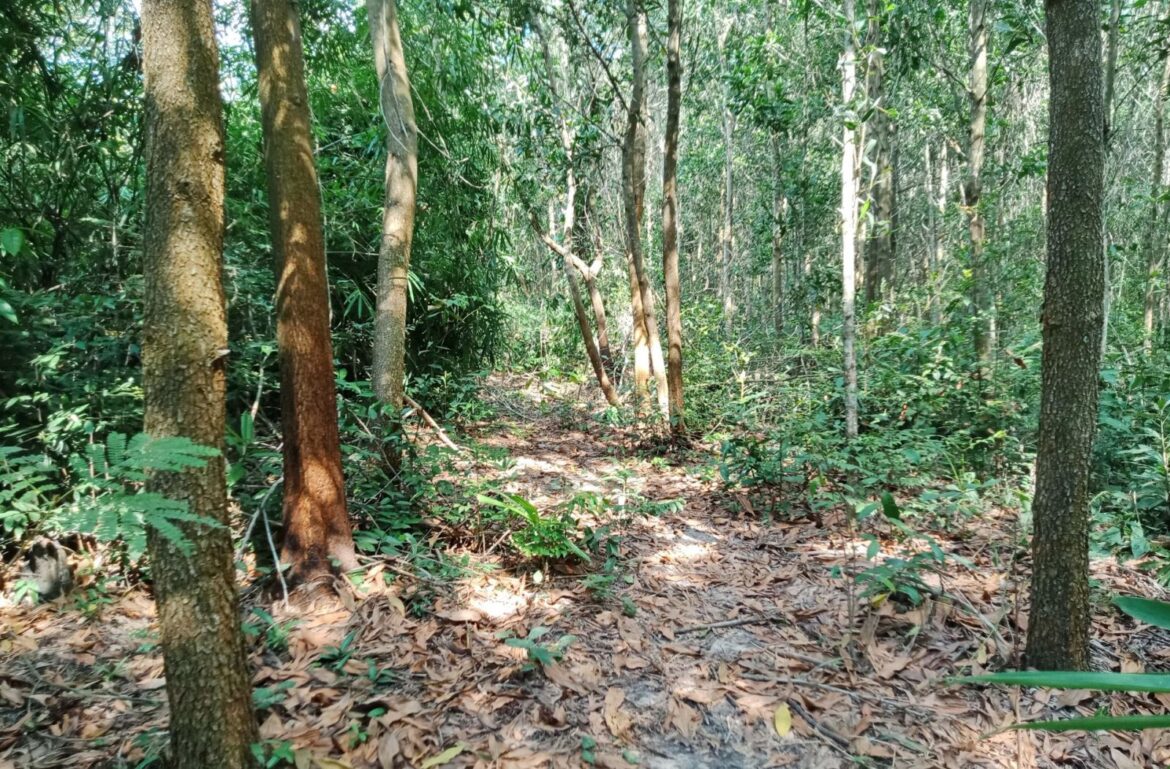 Thế chấp đất rừng sản xuất như thế nào theo quy định?