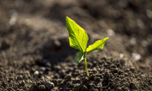 Chế độ sở hữu toàn dân về đất đai là gì?