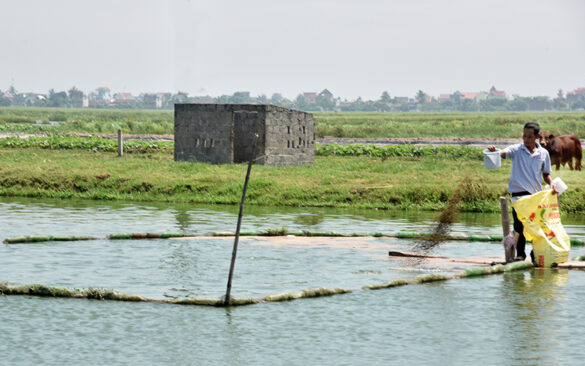 Chuyển đổi đất trồng lúa sang đất nuôi trồng thủy sản