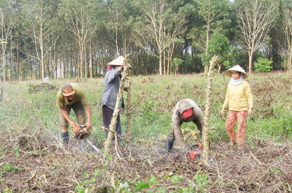 Giấy chứng nhận quyền sử dụng đất lâm nghiệp