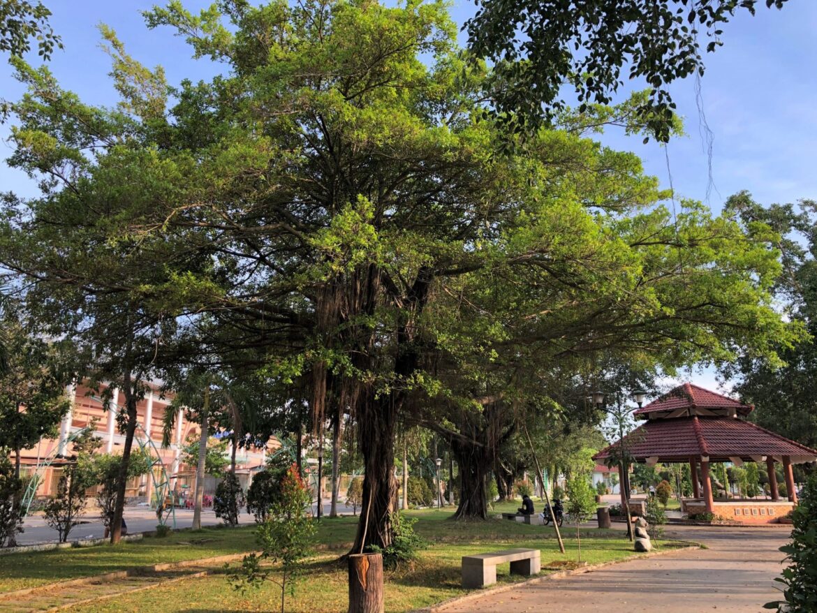 Có được tự ý chặt cây xanh đô thị do chắn lối vào nhà hay không?