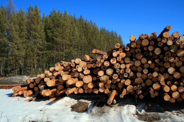 Công chức có được mua đất rừng sản xuất không?