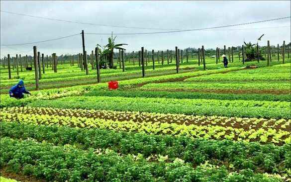 Đất nông nghiệp có được làm trang trại không?