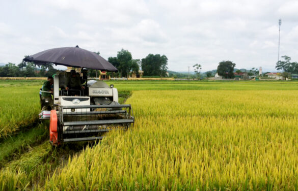 Mẫu đơn xin dồn điền đổi thửa thông dụng nhất hiện nay
