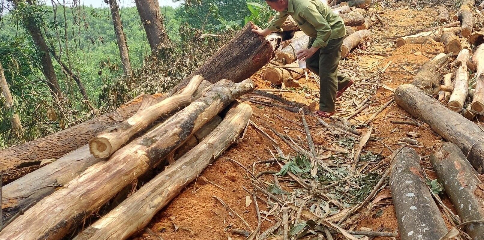 Mức xử phạt khai thác gỗ trái phép