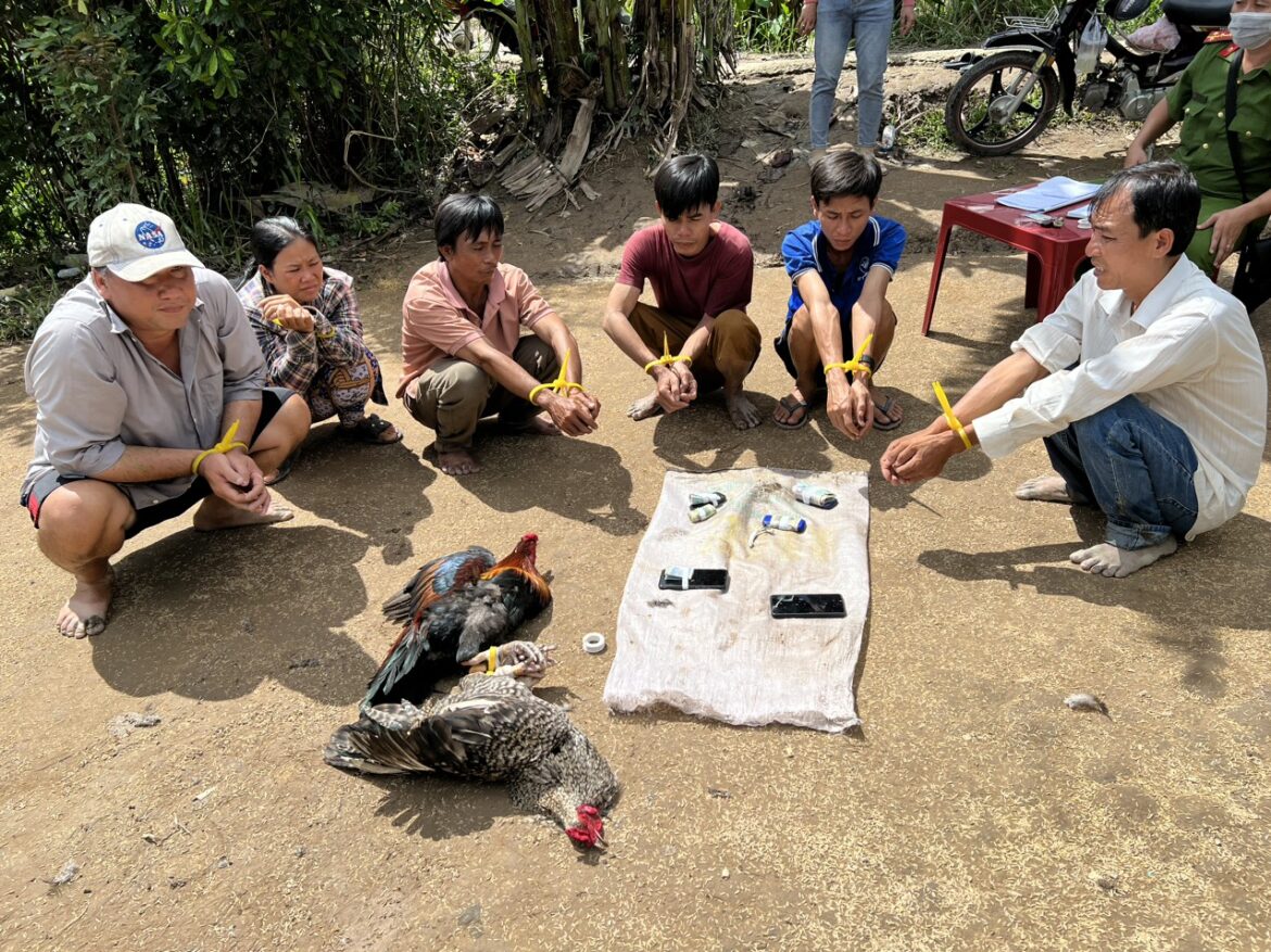 Đá gà ăn tiền ngày tết bị xử phạt ra sao?