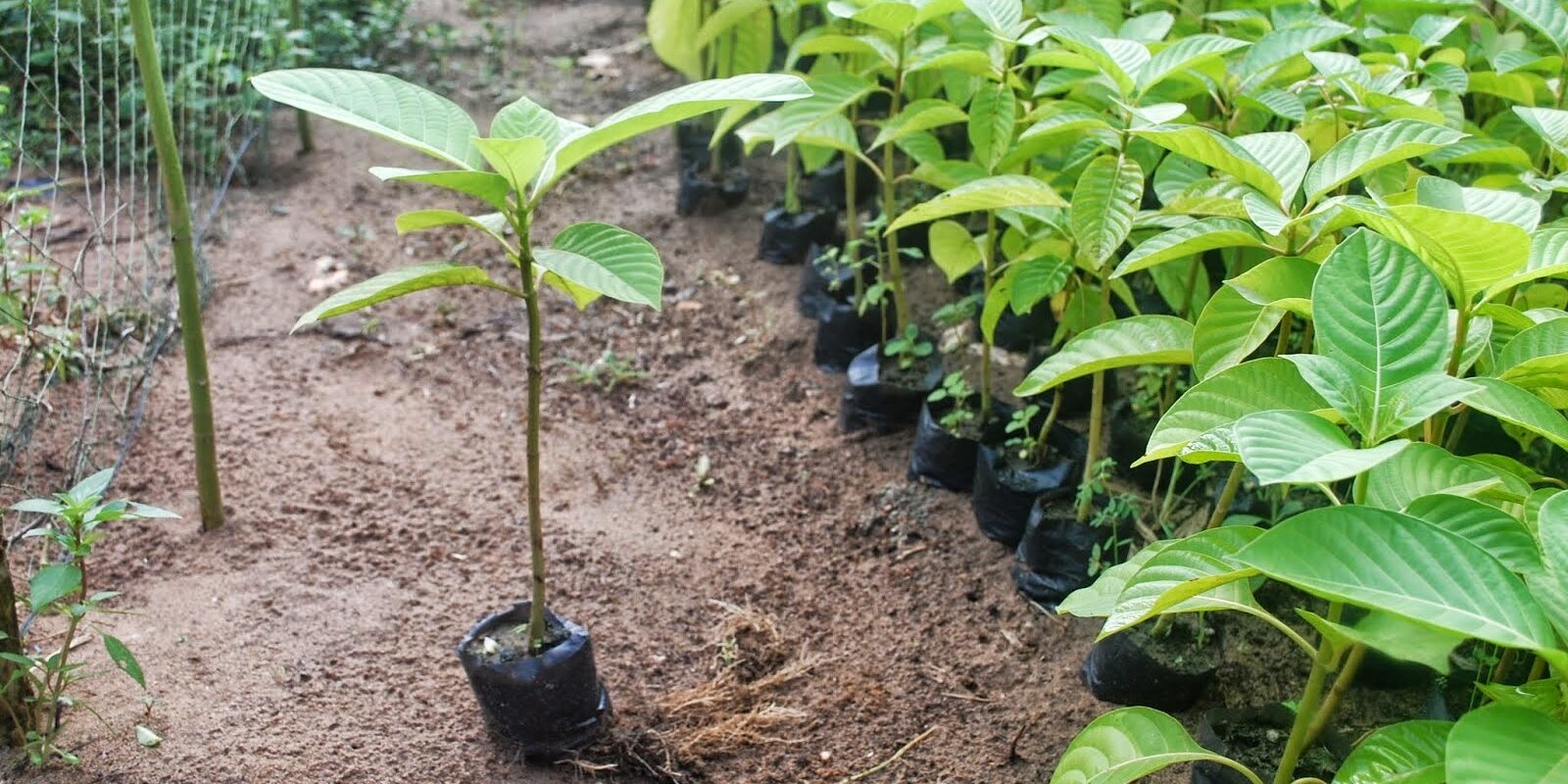 Thủ tục đăng ký bảo hộ giống cây trồng tại Việt Nam 