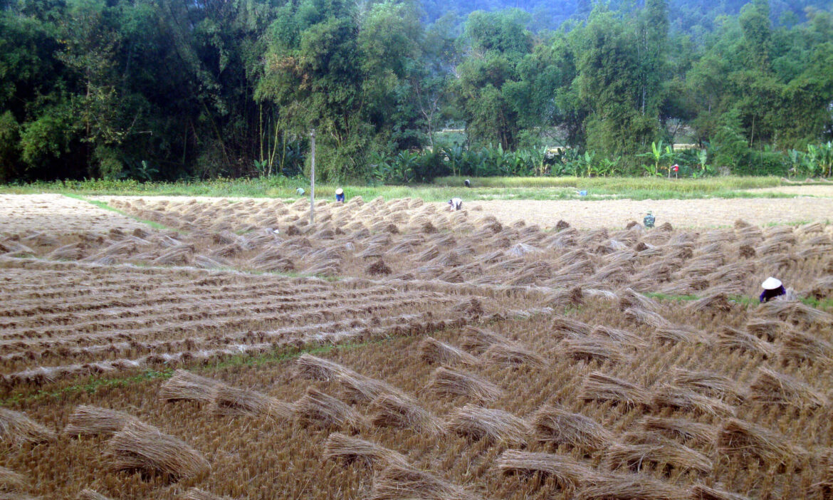 Cấp sổ đỏ cho đất nông trường năm 2023