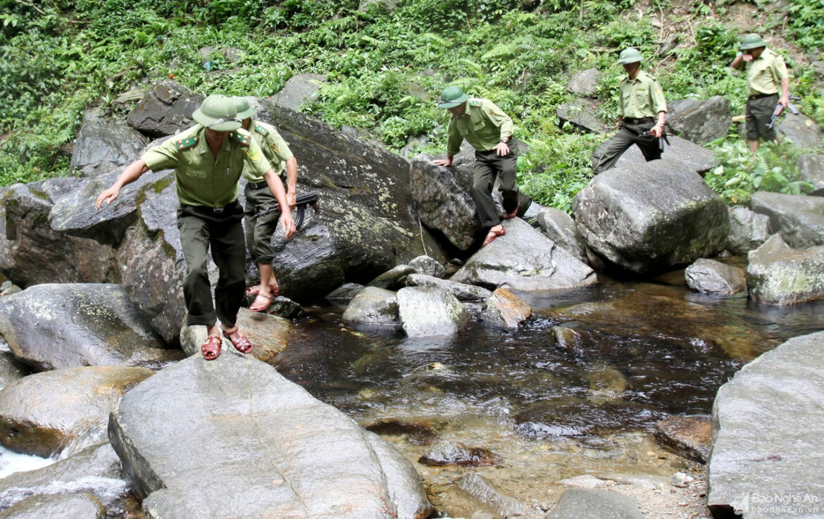 Quy định cứu hộ động vật rừng năm 2023