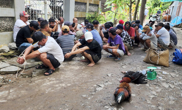 Mức án chọi gà chơi phạt năng nhất là bao nhiêu