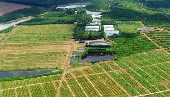 Điều kiện nhận chuyển nhượng đất trang trại