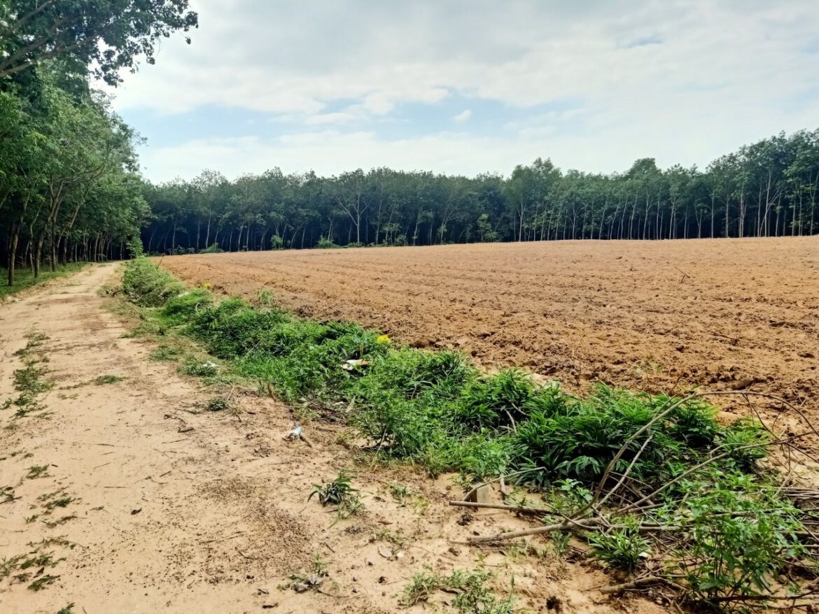 Năm 2023 đất CLN có lên thổ cư được không?