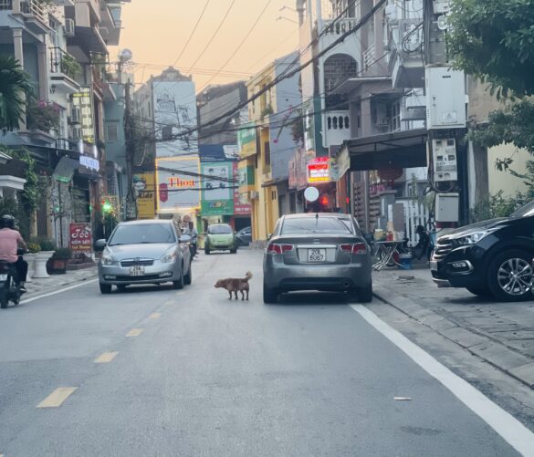 Thả rông động vật nuôi nơi công cộng bị xử phạt ra sao năm 2023?