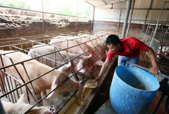 Thủ tục xin giấy phép chăn nuôi quy mô lớn