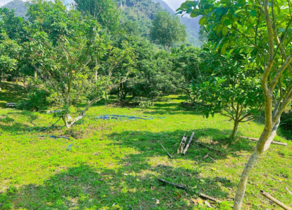 Đất trồng cây lâu năm có thời hạn sử dụng là sao?