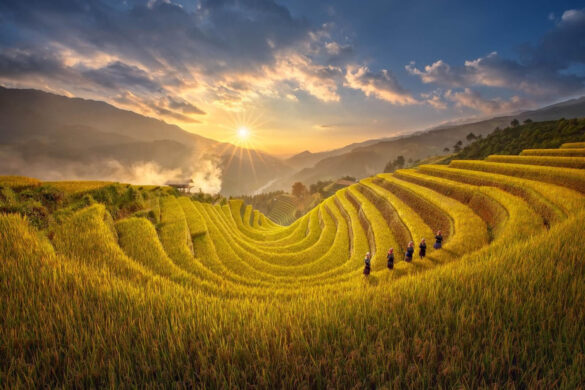 Thủ tục chuyển đất lúa sang đất trồng cây hàng năm năm 2023